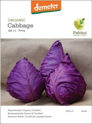 Cabbage-(Roing)
