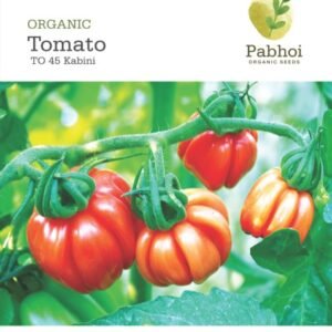 Tomato (Kabini)