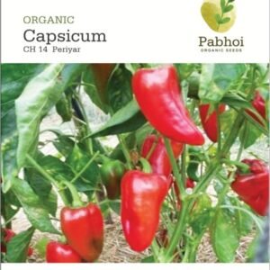 Capsicum(Periyar)