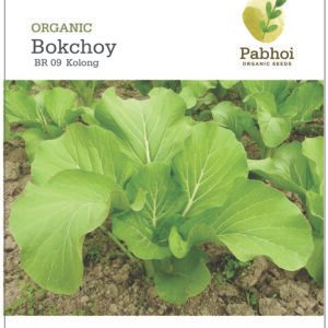 Bokchoy(Kolong)
