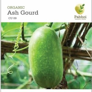 Ash Gourd