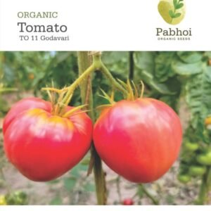 Tomato (Godavari)