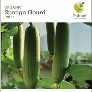 Sponge Gourd