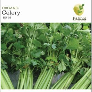 Celery