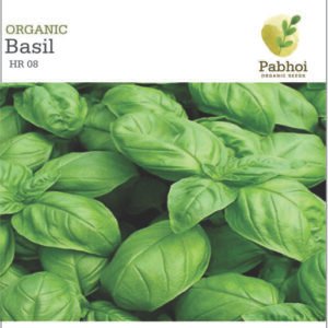 Basil