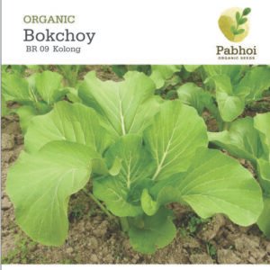 BOKCHOY [KOLONG]