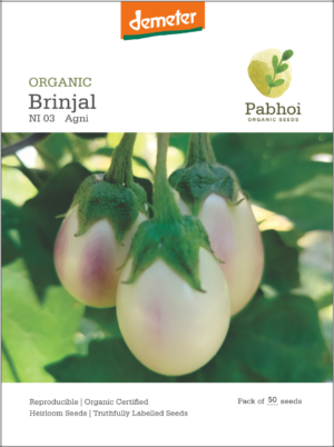 Brinjal-(Agni)