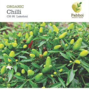 Chilli-Lakshmi