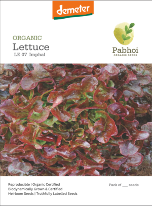 Lettuce-(Imphal)