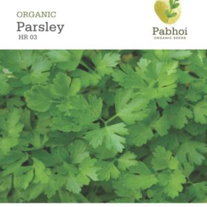 Parsley (Gigante d'Italia)