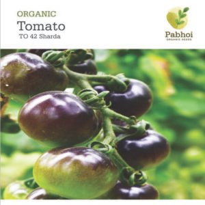 Tomato-Sharda