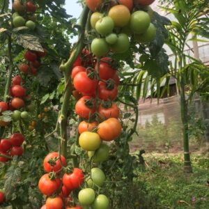 #### Tomatoes