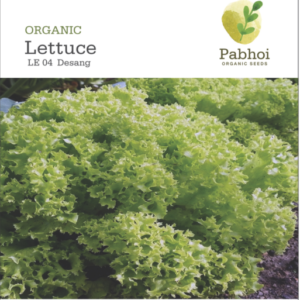 Lettuce-Desang