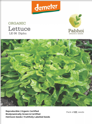 Lettuce-(Diphu)
