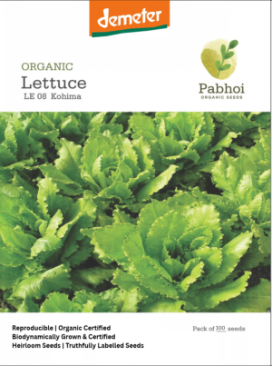 Lettuce-(Kohima)